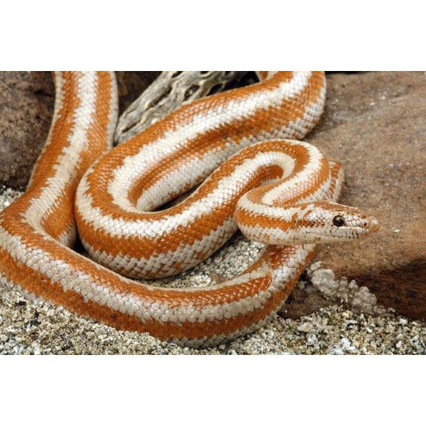 Rosy Boa 09 2.jpg