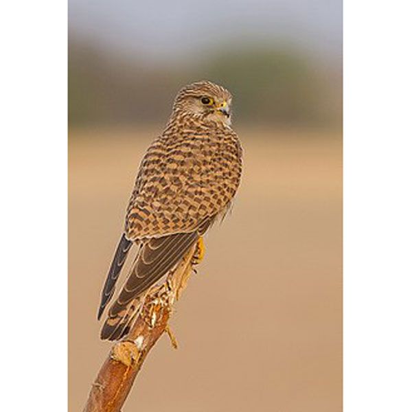 kestrel.jpg